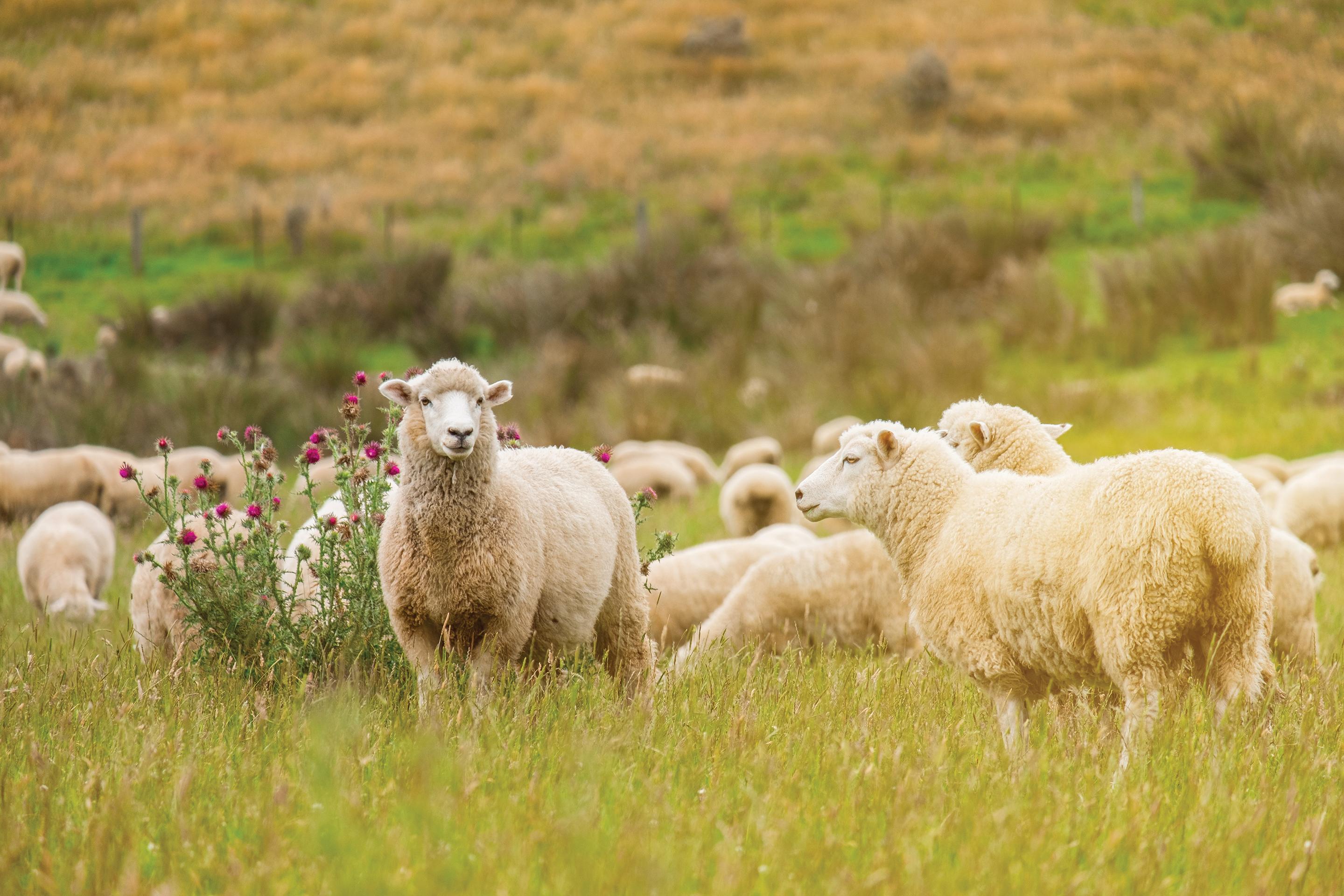 iStock-1061151656_sheep grazing